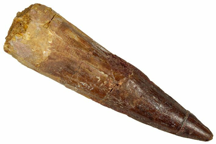 Fossil Spinosaurus Tooth - Real Dinosaur Tooth #327633
